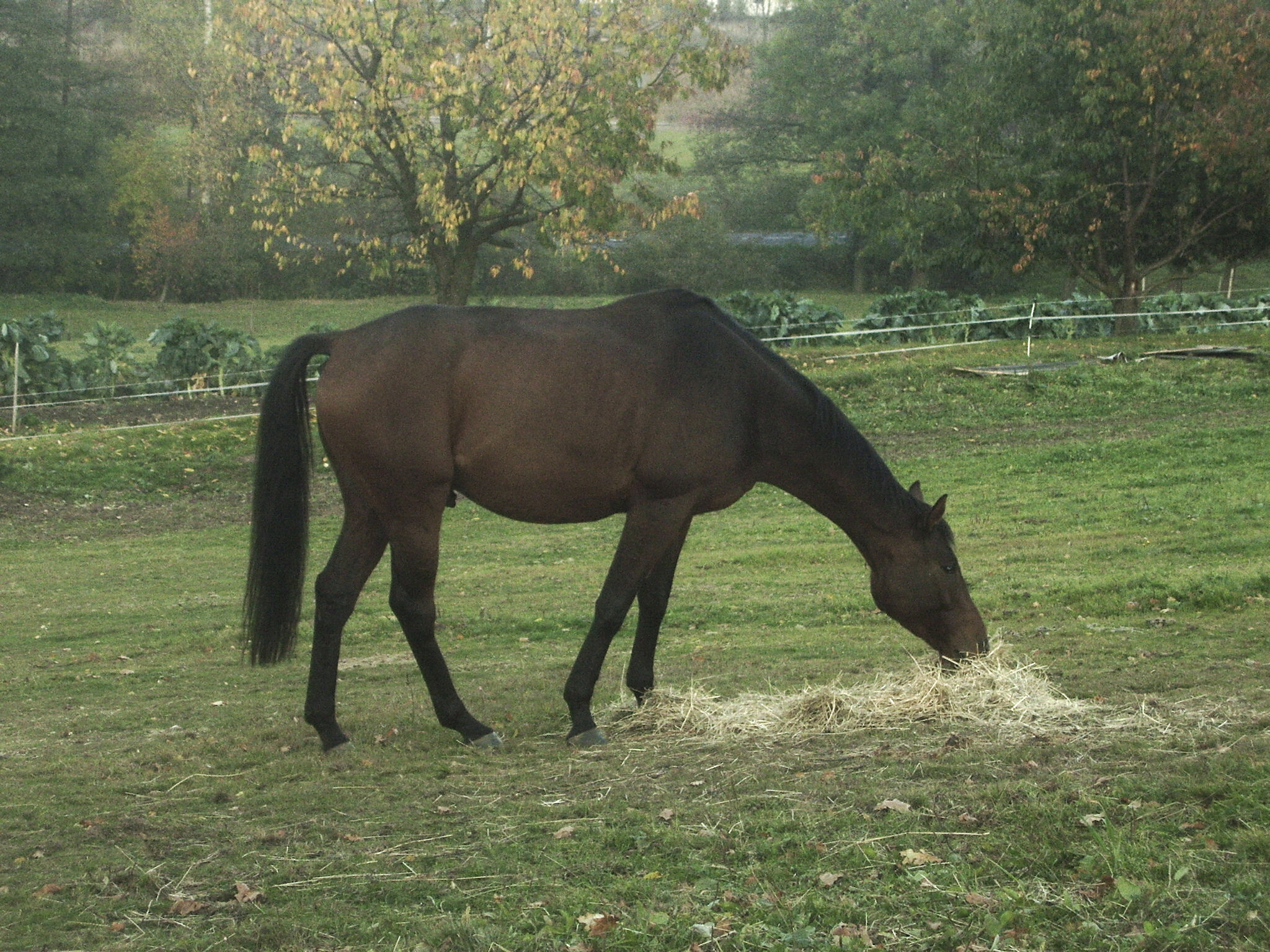 PA200035.jpg